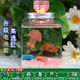 家养活体水母生日礼物发光水母桌面缸学生儿童可爱好养小宠物 升级款高透杯+海月3只+饲养套餐