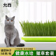 允西猫草水培猫草种子天然猫草种植套装猫咪零食 4包猫草种子【200克不含水培盆】