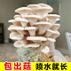 临雅蘑菇种植包儿童种植蘑菇桌面趣味神奇植物家庭菌菇包 白平菇套装
