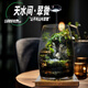 丘辰苔藓微景观养鱼生态瓶diy办公室内桌面绿植摆件花卉盆栽生日礼物 翠微香（实木底座）
