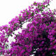 泰西丝三角梅盆栽花卉观花植物树苗 紫色三角梅地径2cm粗 （不含盆）