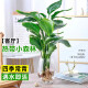 临雅天堂鸟水培植物花卉室内客厅桌面好养活绿植盆栽鹤望兰吸甲醛秋冬 水培天堂鸟【20厘米】1颗