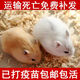 宠以沫小仓鼠活物笼子苍鼠仓鼠活体已打疫疫苗三线布丁一公一母包活 一公一母 紫仓