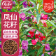 寿禾 凤仙花种子指甲花四季种植活花卉种籽 中国凤仙种子(混色)1000粒