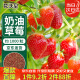 花沃里奶油红草莓种子1000粒 蔬菜种子四季草莓苗阳台盆栽室内庭院田间
