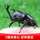 品云美宠独角仙活体宠物昆虫甲虫成虫幼虫活虫新手入门套餐 5厘米单公（短角）