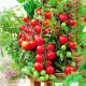 家庭种植蔬菜种子孑籽大全四季播种阳台盆栽农家小菜园有机 樱桃番茄种子2包