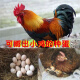 土鸡苗种蛋受精蛋红瑶鸡种可孵化小鸡产新鲜土鸡蛋现捡现发 可孵化小鸡种蛋 5枚种蛋
