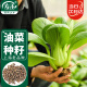 寿禾 上海青油菜种子蔬菜种籽青梗菜四季青菜籽 潍育上海青种子20g