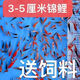 纯种高档精品锦鲤鱼苗观赏鱼红白大正昭和锦鲤小锦鲤鱼苗混搭现货 2-4cm混搭锦鲤200条送50条防