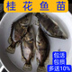 鳜鱼苗桂花鱼苗淡水养殖食用翘嘴鳜大眼鳜斑鳜鱼肉食活体红纹鳜鱼 鳜鱼苗7-9厘米20条送10%防损