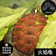 茶巷友名 火焰龟深水龟活体家养迷你纯种活泼小乌龟学生宠物观赏龟苗 7-8cm火焰龟(精心挑选) 2只(比翼双飞)(1公1母)