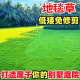 茗花潭草坪种子矮生四季青草坪草籽庭院绿化四季常青护坡草种子免修剪花 地毯草净籽1斤 【庭院别墅】