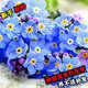 勿忘我花种子勿忘草易种植多年生耐寒庭院阳台盆栽花卉种子大全 勿忘我种子【混色 200粒】+肥料