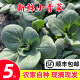 乔诚苏北农家露天小青菜鸡毛菜带虫眼上海青小油菜新鲜时令当季蔬菜 5斤