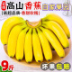 【青果】云南特产香蕉甜糯山地蕉新鲜水果自然熟生正宗香蕉需催熟 100g 香蕉出口极9-10斤青果