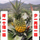 【5斤中果】中山神湾菠萝 凤梨 丫髻山下种植场 中果