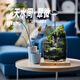 丘辰苔藓微景观养鱼生态瓶diy办公室内桌面绿植摆件花卉盆栽生日礼物 翠微香（香薰底座）