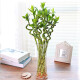 若绿 富贵竹水培植物花卉盆栽 室内客厅转运绿植 办公室桌面好养 转运竹高50厘米6根