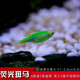 卡奇鱼 小型热带鱼 斑马鱼 群游灯科鱼 卵生鱼 观赏鱼 淡水鱼好养耐活鱼 绿翡翠斑马10条