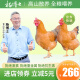 杨博士【老母鸡】正宗土鸡农家高山散养1年以上走地鸡  源头直发 2只老母鸡