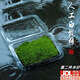 靓做青苔植物白发苔藓创意微景观盆栽迷你植物雨林缸diy盆景假山装饰 新鲜（双层）一盒