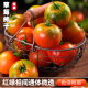 知鲜湾山东寿光草莓西红柿铁皮西红柿绿腚碱地生吃番茄5斤源头直发