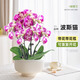 临雅大盆蝴蝶兰盆栽带花苞花剑年宵花乔迁送礼兰花室内花卉绿植物春节 波斯猫六花剑+喜庆挂饰+黄圆鼓盆