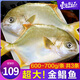 东上御品 山东 新鲜冷冻海鱼国产大号金鲳鱼净重600-700g/条*3条-源头直发