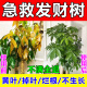 艾尚棵发财树营养液肥料专用肥治叶子发黄掉叶烂根不生长盆栽植物通用肥 【1瓶】发财树专用体验装