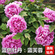 鑫意牡丹花苗正宗洛阳牡丹花树苗盆栽大苗牡丹苗花种四季重瓣花卉花籽 蓝芙蓉 牡丹苗2-3分叉+肥料