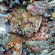 老漁匠活石新鲜高钙深海活石海水缸鱼缸开缸造景多孔微生物集聚免爆藻石 天然钙藻活石色10斤3-8块 带钙形状各异自然1斤，3斤，5斤，10斤