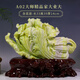 TURBOSUN玉白菜摆件大号玉石玉石白菜摆件天然原石雕刻中式客厅玄关酒柜家 A02大师精品家大业