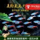 美人雾 灯科鱼热带鱼小型观赏鱼活鱼活体红绿灯鱼淡水草缸群游 红绿灯50条