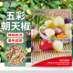 贝意品五彩椒种子七彩辣椒种籽四季朝天椒辣椒种孑蔬菜种苗小米盆栽南方