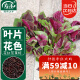 寿禾 红苋菜种子青菜菜籽蔬菜 潍育系列红妍花红苋菜种子10g
