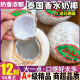 甘贤（GANXIAN）泰国进口香水椰青 新鲜特级奶香大椰子孕妇水果整件椰奶冻椰青 9个精品大果 进口原箱装