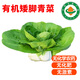 【顺丰】有机青菜 矮脚黄青菜健康无农残有机蔬菜 3斤