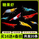 森悠（SARYOR）黑壳虾除藻虾淡水鲜活观赏虾清洁鱼耐活好养热带观赏鱼宠物水晶虾 【多色组合 】糖果虾买16送4 备损