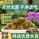 水苔蝴蝶兰专用干苔藓兰花多肉石斛营养泥土盆栽保湿乌龟冬眠垫材 精选优质干苔藓植物【100g】 爬宠/花卉/植物专用苔藓