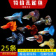 森悠（SARYOR）孔雀鱼纯种观赏鱼小型淡水好养热带鱼活体斑马金鱼凤尾鱼繁殖 杂袍孔雀鱼20条+5条备损