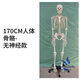 蓝蝶170CM医学全身人体骨骼模型骨盆瑜伽关节可拆卸解剖结构骨架标本 170CM人体骨骼-无神经款