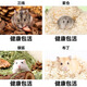 小仓鼠活物家养金丝熊活体三线银狐布丁公婆奶茶可选公母 随机1只仓鼠【品种随机】