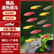 宠小侠小型热带鱼斑马鱼灯科鱼鱼苗活体观赏鱼淡水好养耐活宝莲灯孔雀鱼 特惠斑马10条