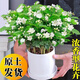 泰西丝茉莉花苗盆栽植物桌面绿植花卉 茉莉花6株+白圆柱陶瓷盆 源头直发