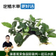 云峰海瑞 水草活体 懒人造景 沉木活水草 鱼缸造景套餐水族箱装饰鱼水草 大水榕6头沉木