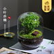 开时果 生命之树创意微景观 生态瓶礼物盆栽桌面绿植盆景源头直发包邮 世界之树【小叶赤楠】