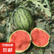 现摘现发2k西瓜当季手剥薄皮小糖丸西瓜新鲜水果冰糖子小西瓜 1.5-2斤（1-2个）