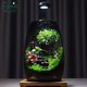 苔藓微景观办公室diy桌面摆件礼物创意造景生态瓶室内绿植盆栽 攀登+木质灯座