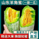陇百味山东头茬羊角蜜甜瓜新鲜水果孕妇当季脆甜蜜瓜脆瓜香瓜羊角脆整箱 头茬羊角蜜净重4.5斤(单果200g+)